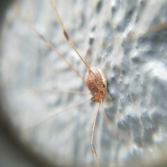 Leiobunum