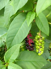 Phytolacca americana