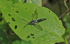 Synanthedon