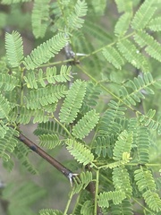 Vachellia farnesiana