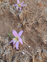 Colchicum filifolium