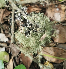 Usnea florida