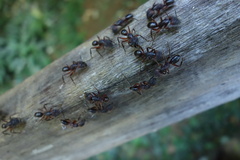 Camponotus misturus
