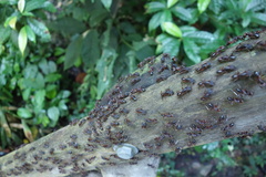 Camponotus misturus