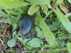 Blaps lusitanica