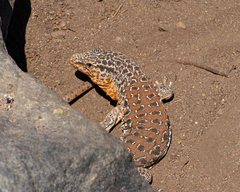 Callopistes maculatus