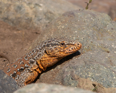 Callopistes maculatus