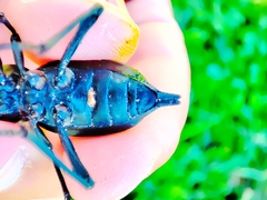 Blaps lusitanica