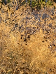 Asparagus officinalis