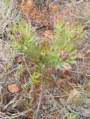 Leucadendron modestum