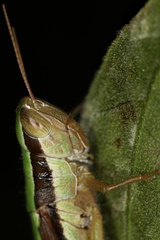 Oxyini