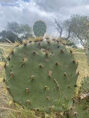 Opuntia alta