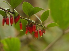 Macleania