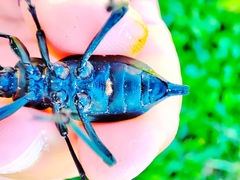 Blaps lusitanica