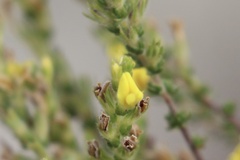 Aspalathus ericifolia