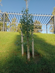 Betula platyphylla