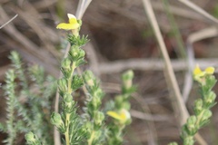Aspalathus ericifolia