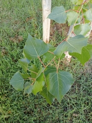 Betula platyphylla