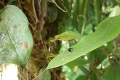 Myrmhopla