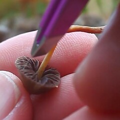 Psilocybe liniformans