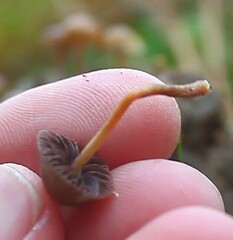 Psilocybe liniformans