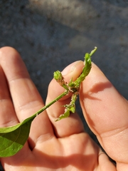 Myzus persicae