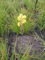 Pterygodium acutifolium