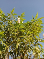 × chitalpa tashkentensis