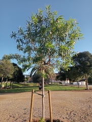 × chitalpa tashkentensis
