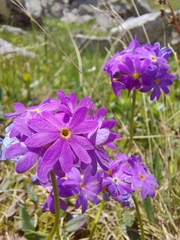 Primula