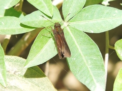 Miltomiges cinnamomea