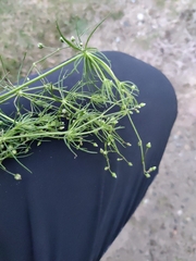 Spergula arvensis