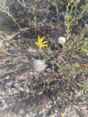 Xanthisma scabrellum