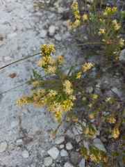 Passerina rigida
