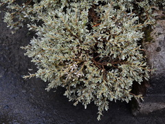 Coprosma ×kirkii