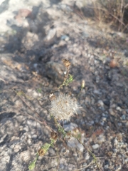 Xanthisma scabrellum