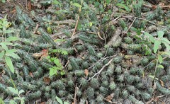 Echinocereus berlandieri