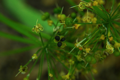 Allium ursinum