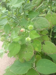 Abutilon hulseanum