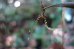 Amphicnemis