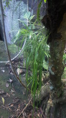 Haplopteris zosterifolia