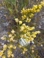 Passerina rigida