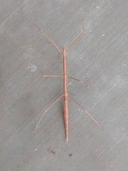 Parabacillus hesperus