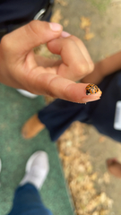 Harmonia axyridis