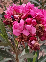 Leucocelis