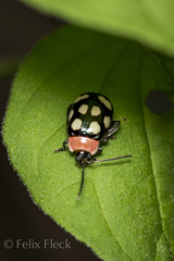 Alagoasa bipunctata perennis