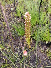 Disa obtusa hottentotica