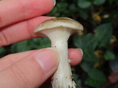 Clitocybe nebularis