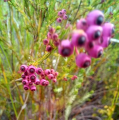 Erica multumbellifera