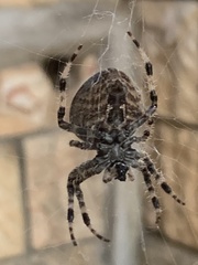 Araneus angulatus